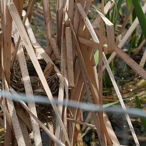 Red-Winged Blackbird Nest