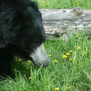 Sloth Bear