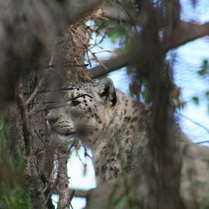 Snow Leopard