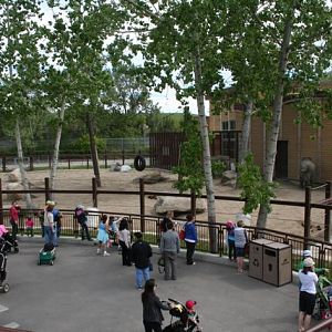 Bull Yard Elephant Crossing