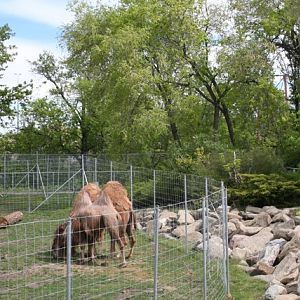 Bactrian Camels