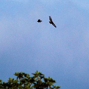 Buzzard & Crow