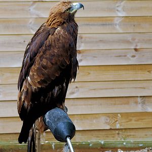 Golden Eagle