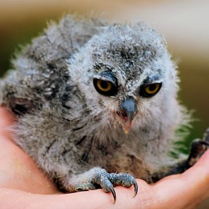 ASIAN BROWN WOOD OWL