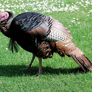 Bronze winged turkey