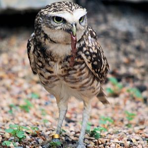 Burrowing owl