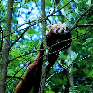 Red pandas
