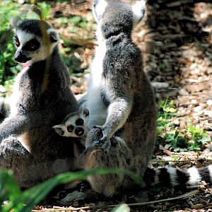 Ring tail lemur and young
