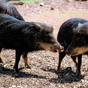 White lipped peccary