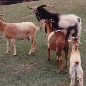 Arapawa Island Goats, Spencerville Wildlife Reserve