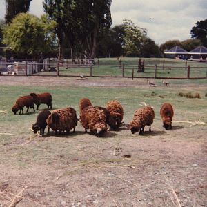 Arapawa Island Sheep, Spencerville Wildlife Reserve