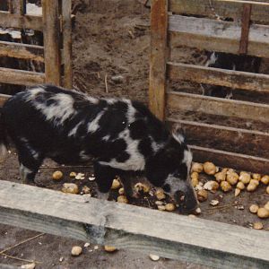 Arapawa Island Pig, Spencerville Wildlife Reserve