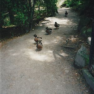 mallards