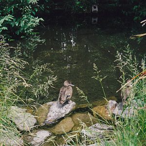 grey teal (Anas gracilis)