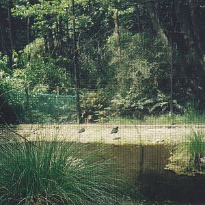 aviary for black stilts