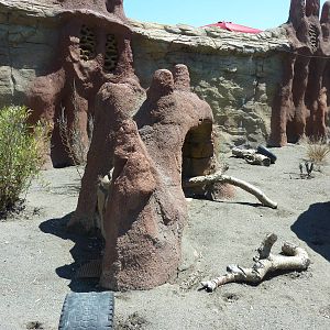 Meerkat Exhibit - Outdoor Section
