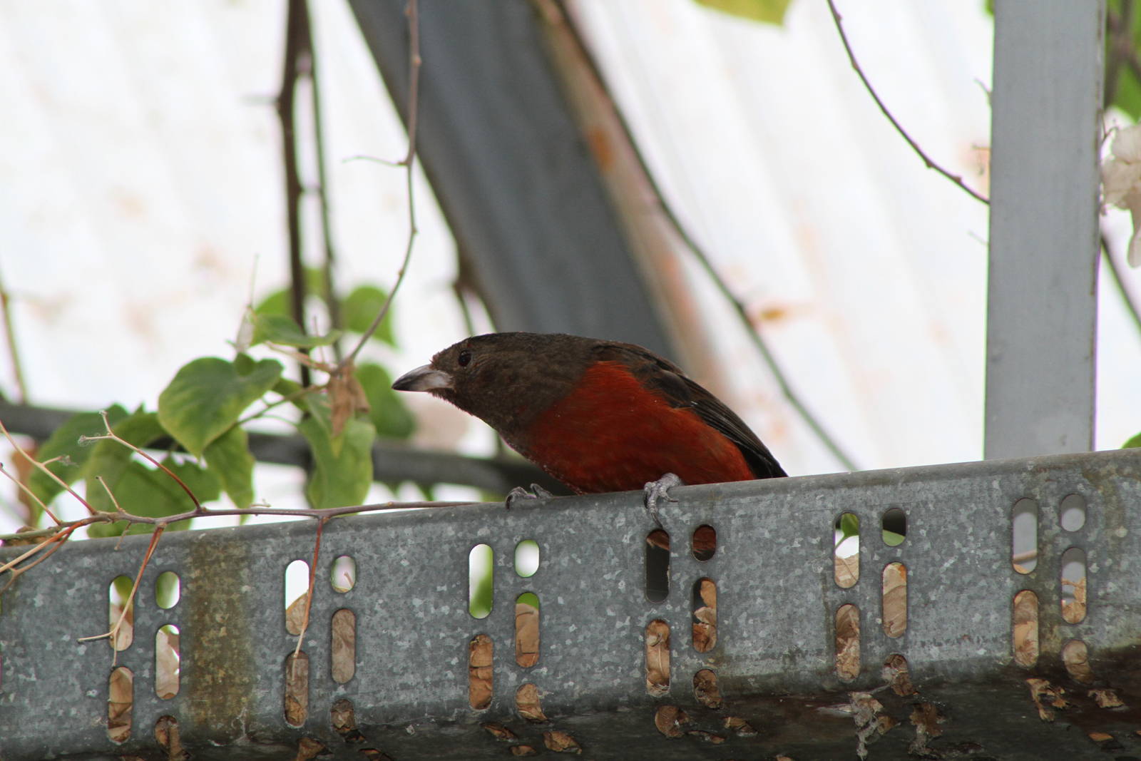 0-1 Brazilian Tanager (Ramphocelus bresilius)??