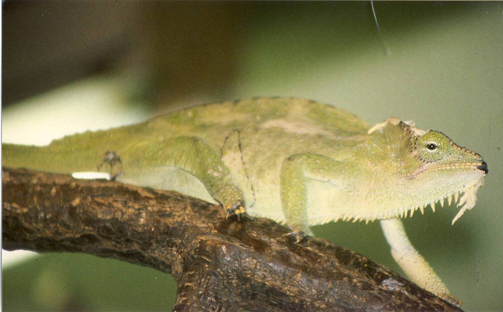 0.1 Four-horned Chameleon Chester Zoo 21 May 1997