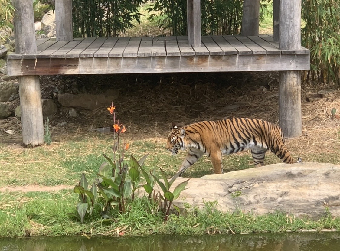 (0.1) Nika the Tiger