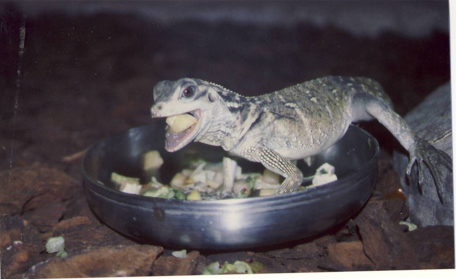 0.1 Philippines Salifin Lizard Chester Zoo 23 December 2000
