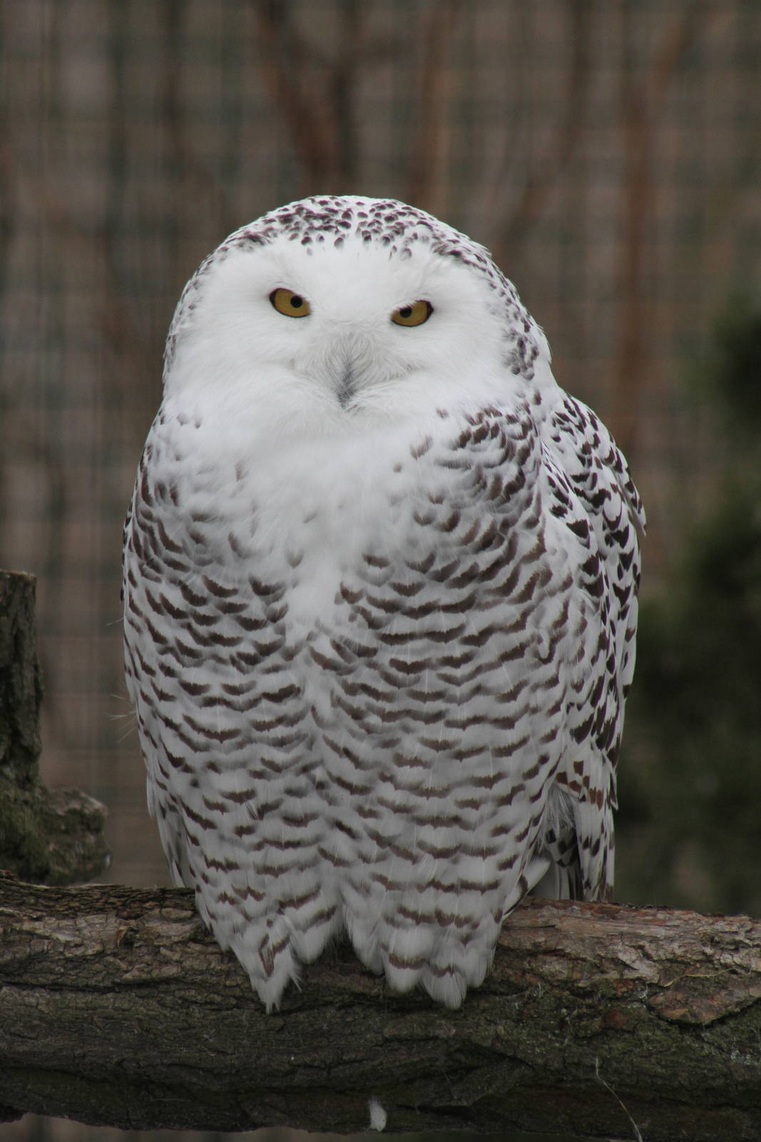 0.1 Snowy Owl (Bubo scandiacus)