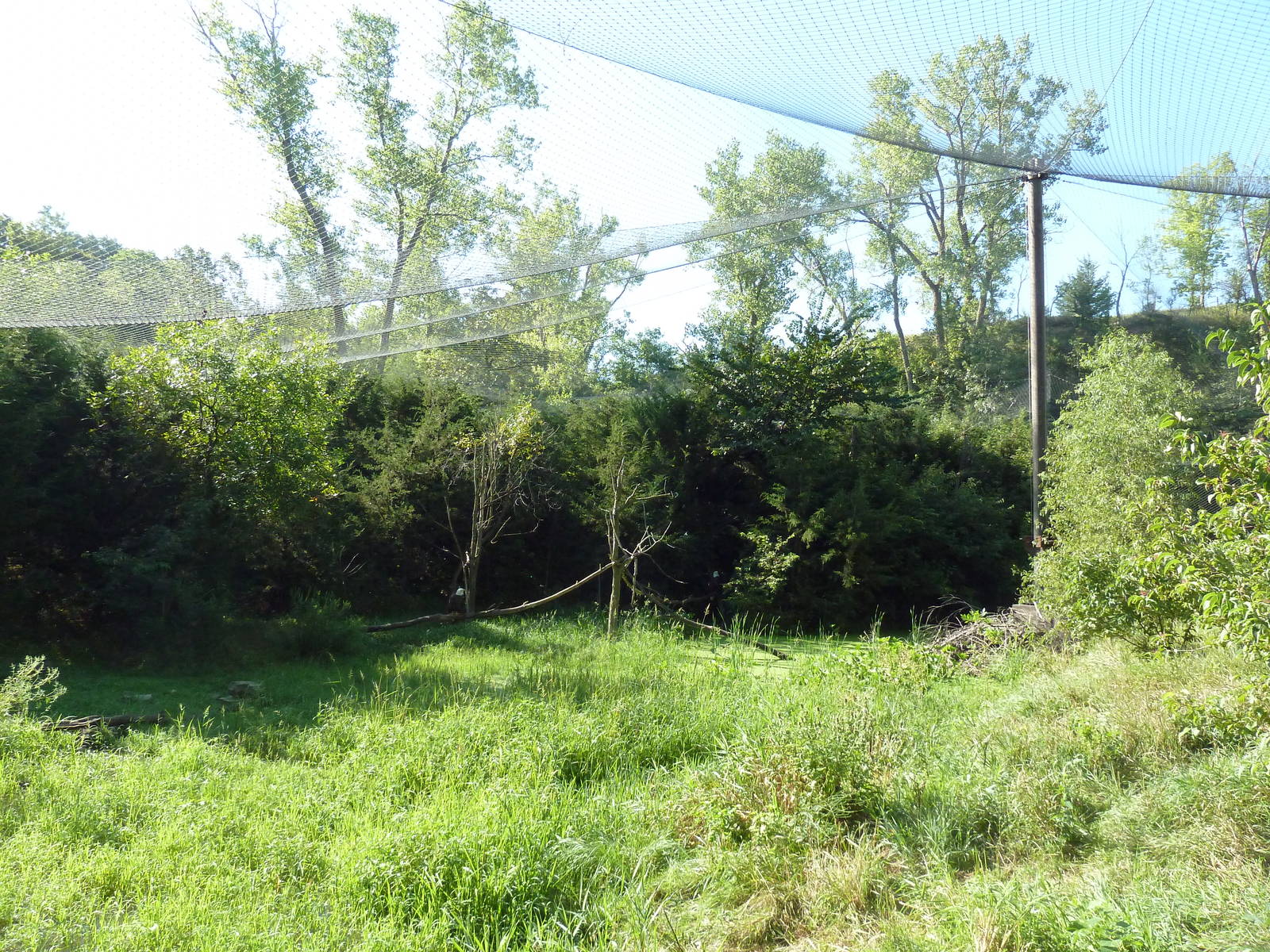 0.5 Acre Bald Eagle Aviary