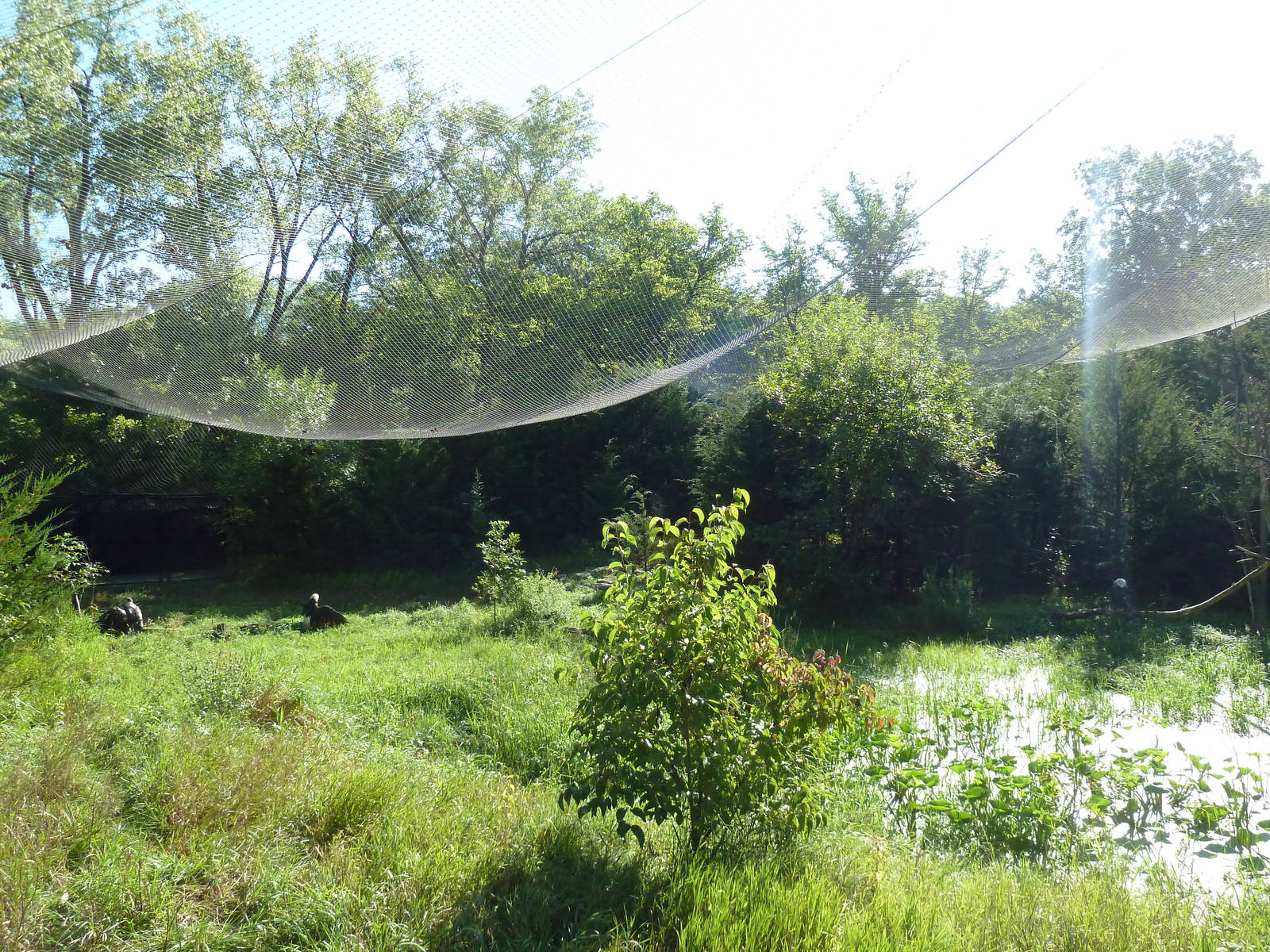 0.5 Acre Bald Eagle Aviary