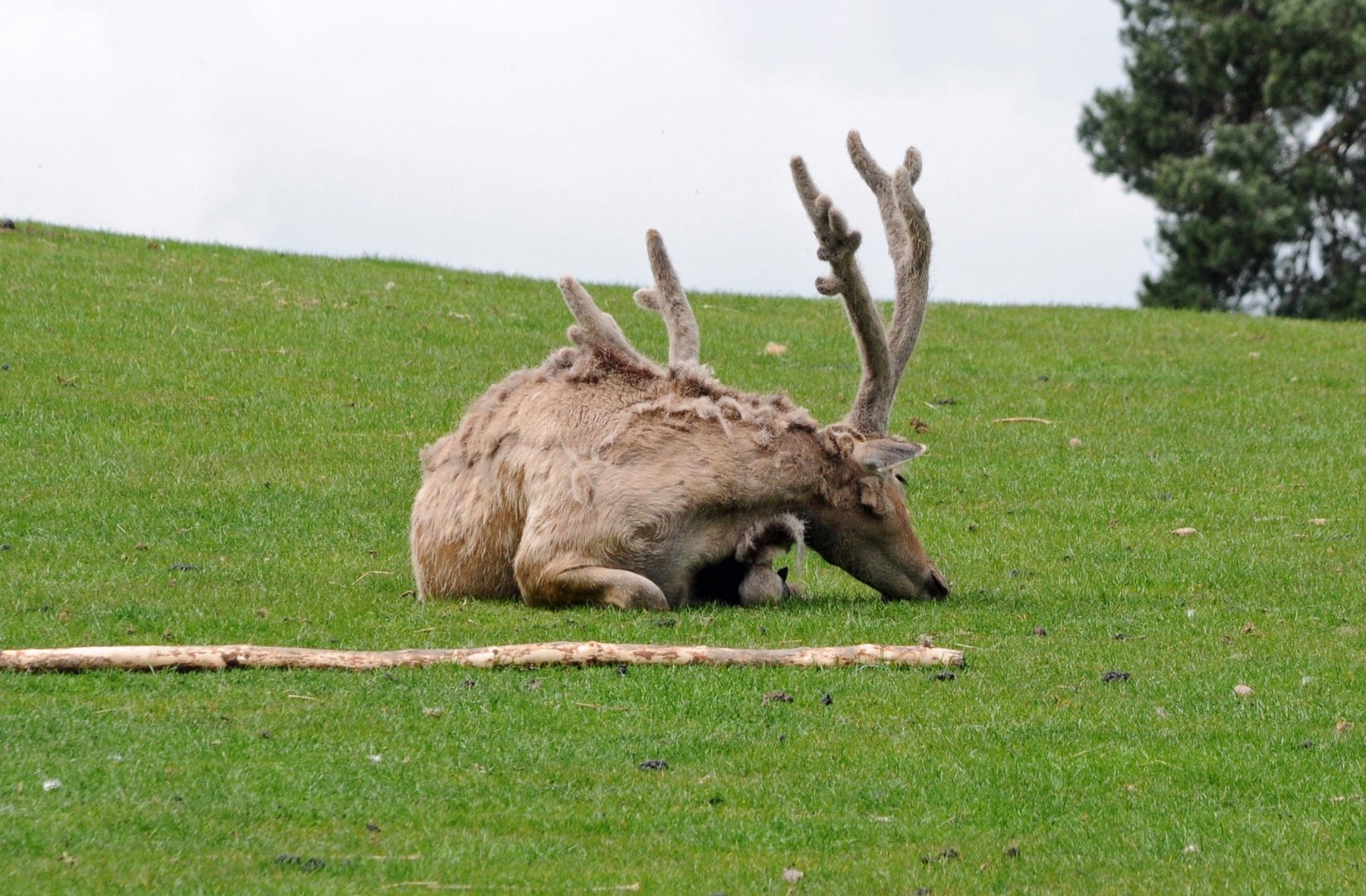 001 - WEST MIDLAND SAFARI PARK 14 04 2017   (540A)