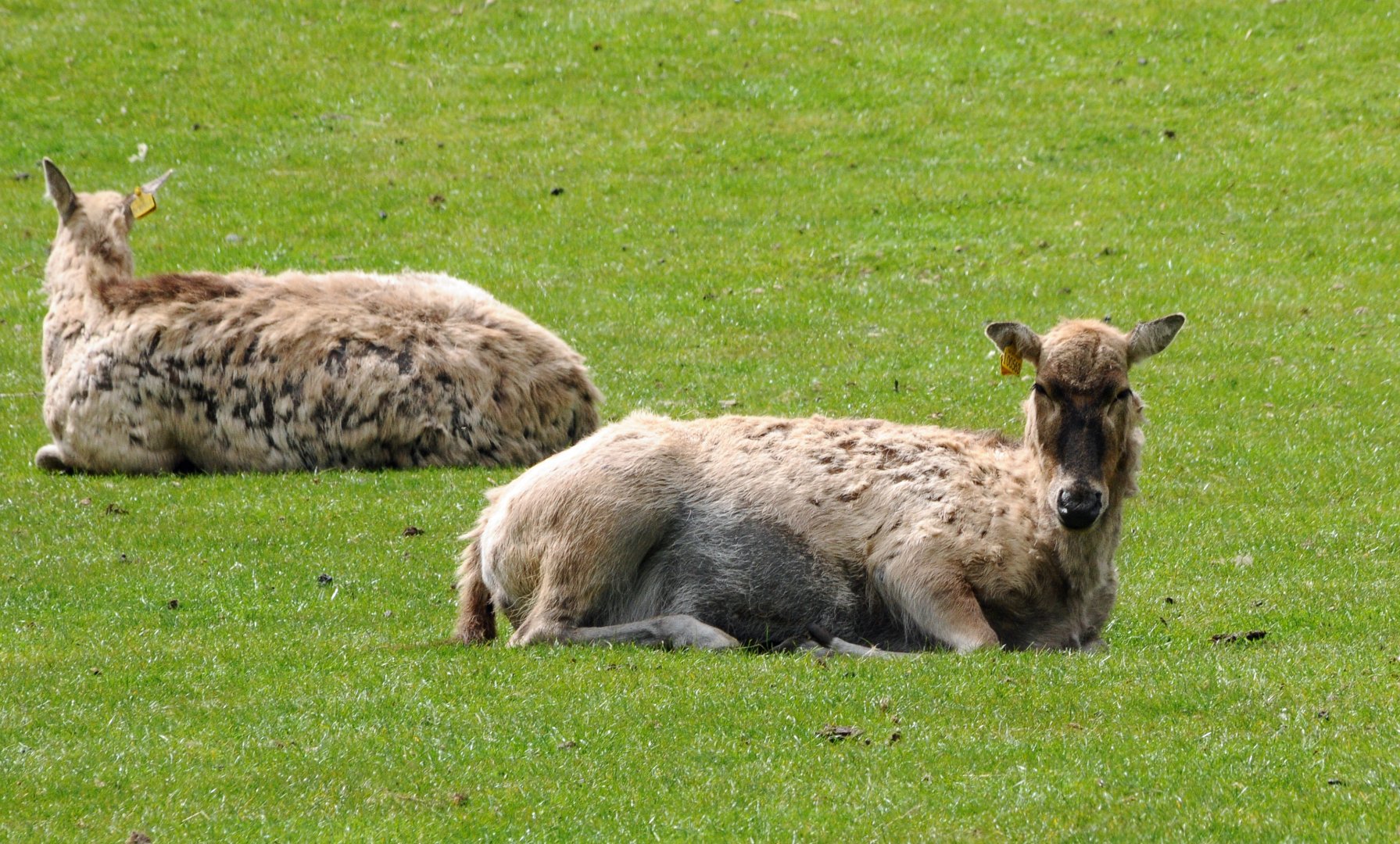 002 - WEST MIDLAND SAFARI PARK 14 04 2017   (556A)