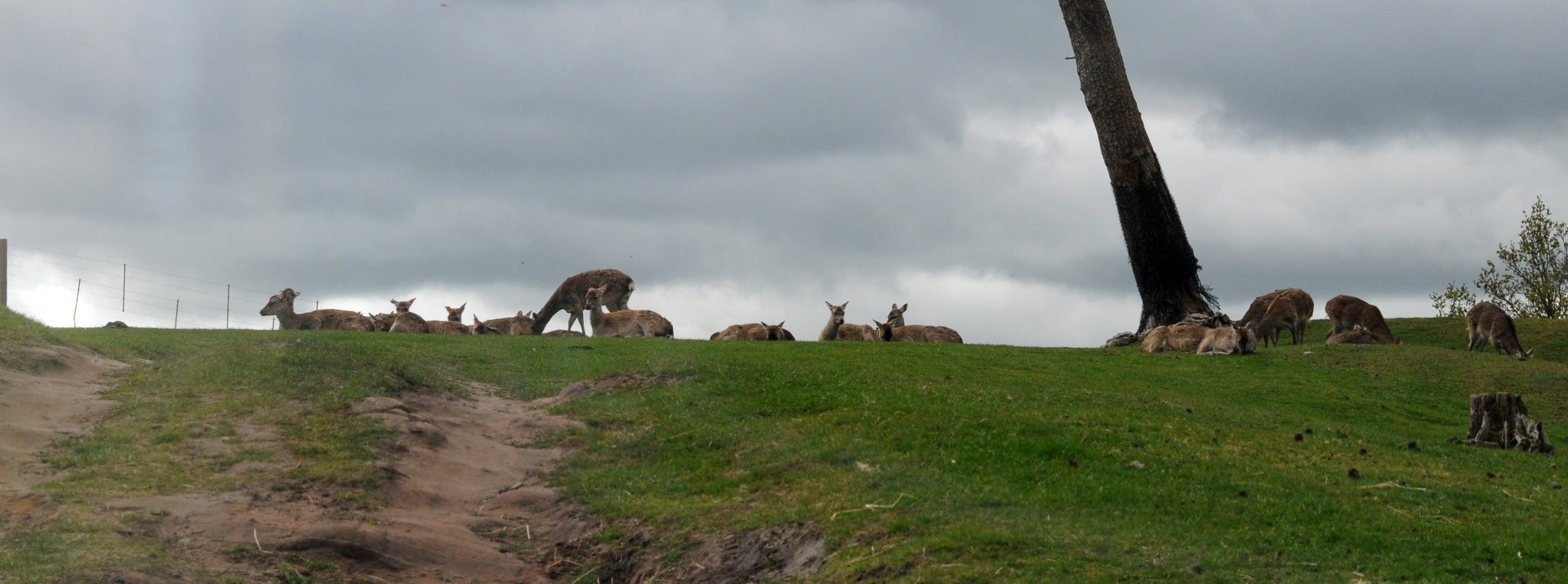 003 - WEST MIDLAND SAFARI PARK 14 04 2017   (599A)