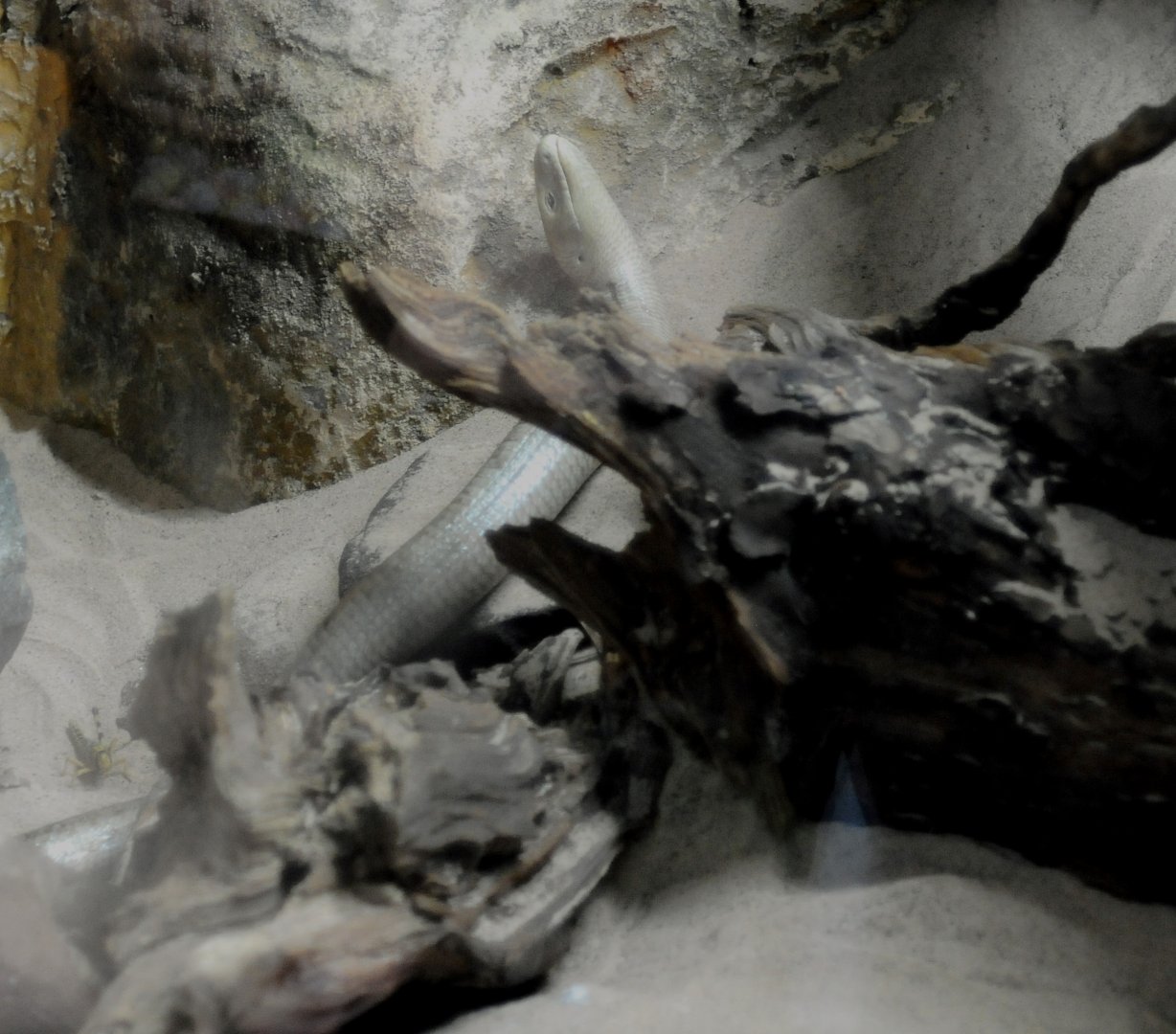 008 - WEST MIDLAND SAFARI PARK 14 04 2017   (1258A)