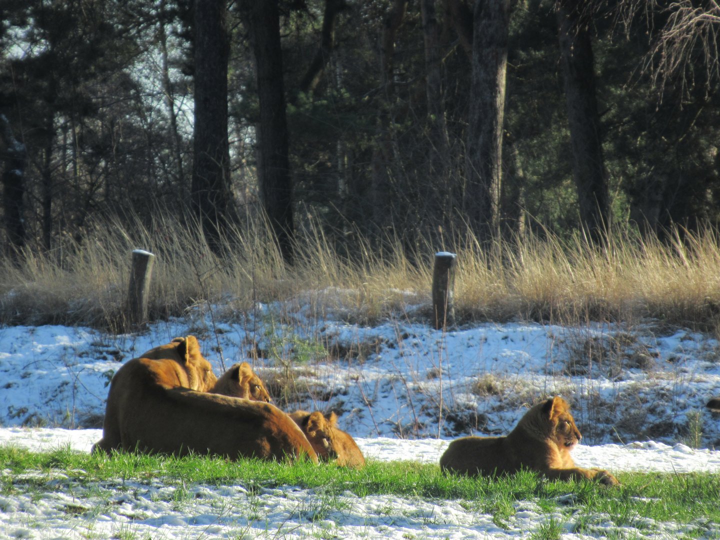 01 2024 - Adult African Lion (f) and cubs