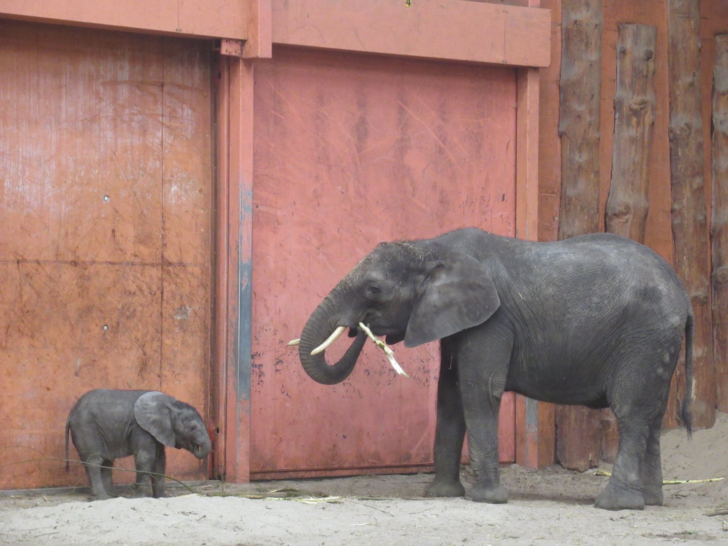 01 2024 - African elephant adult female and youngster