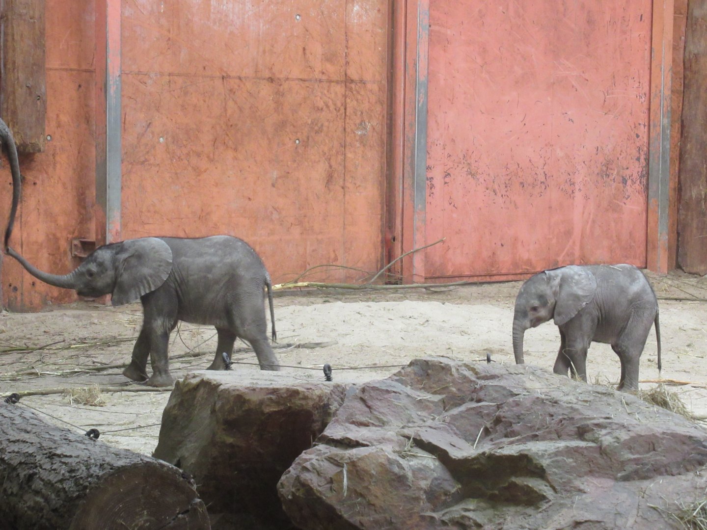 01 2024 - African Elephant Calves 'Mosi' and 'Ajabu'