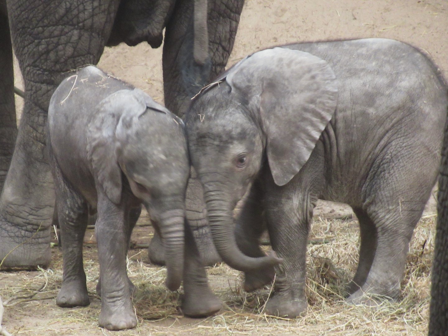01 2024 - African elephants, young females 'Mosi' and 'Ajabu'