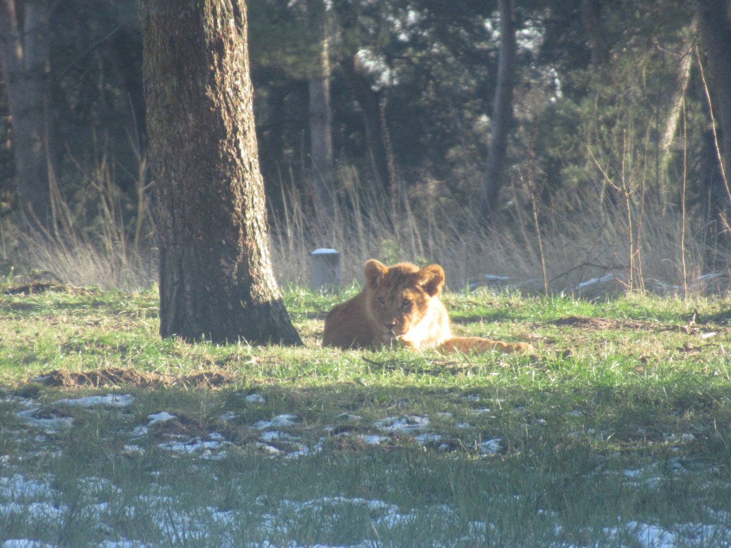 01 2024 - African Lion cub