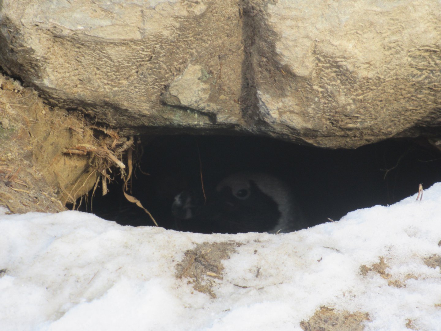 01 2024 - African Penguin hiding in its den