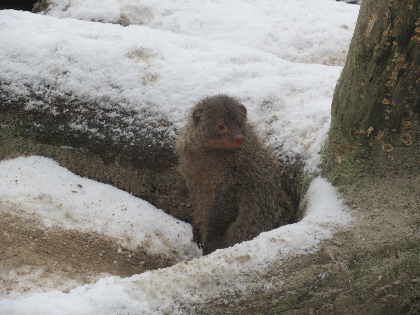 01 2024 - Banded mongoose
