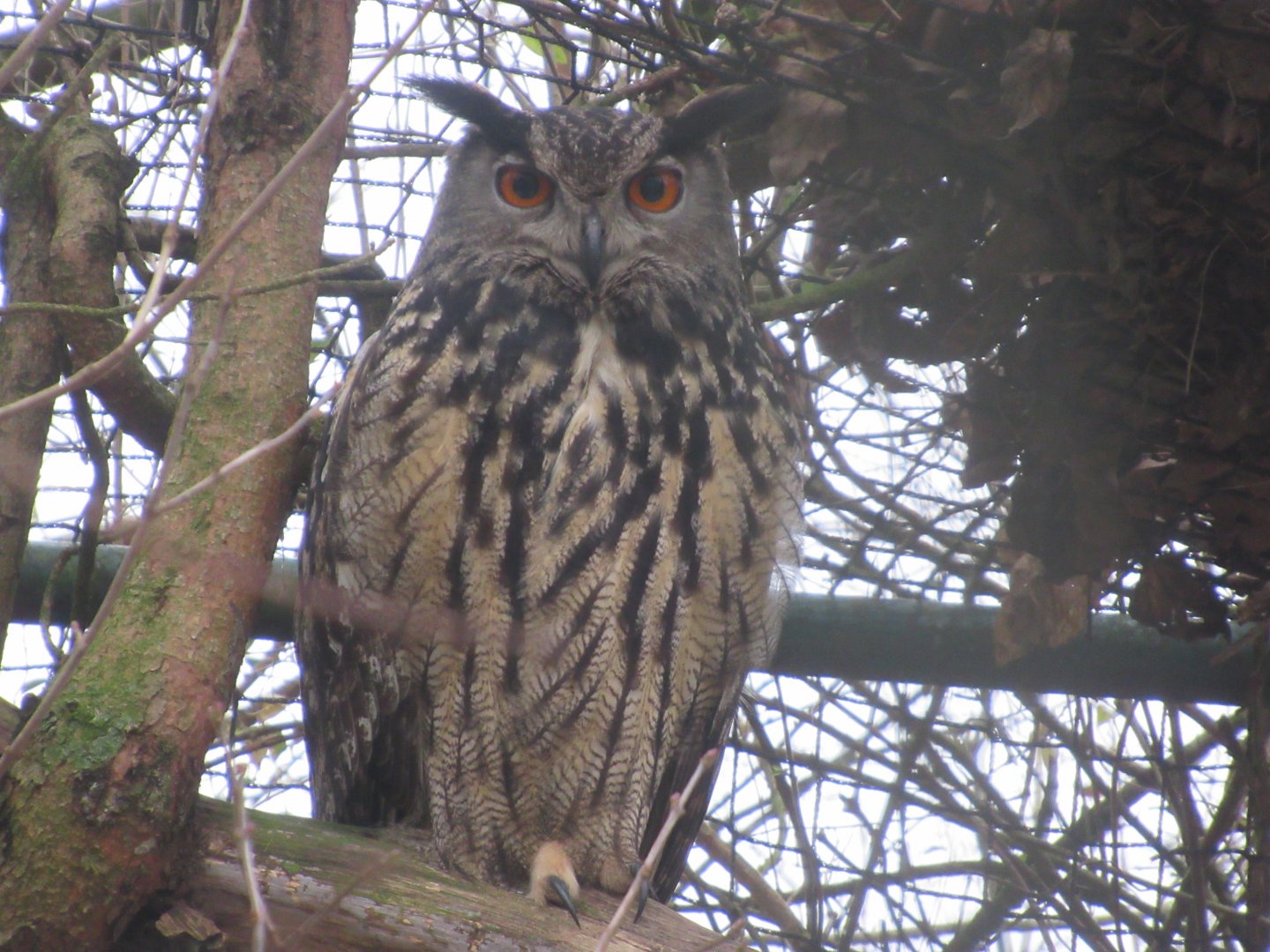 01 2024 - Eurasian eagle-owl
