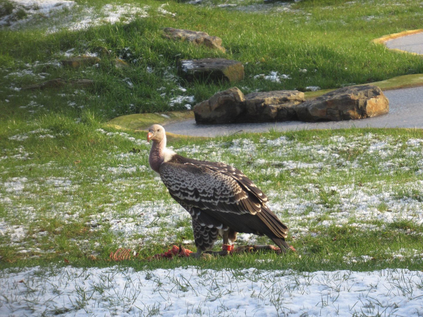 01 2024 - Eurasian griffon vulture