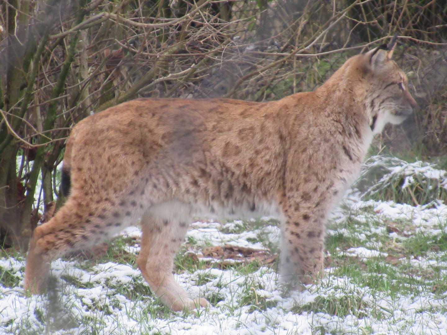 01 2024 - Eurasian lynx