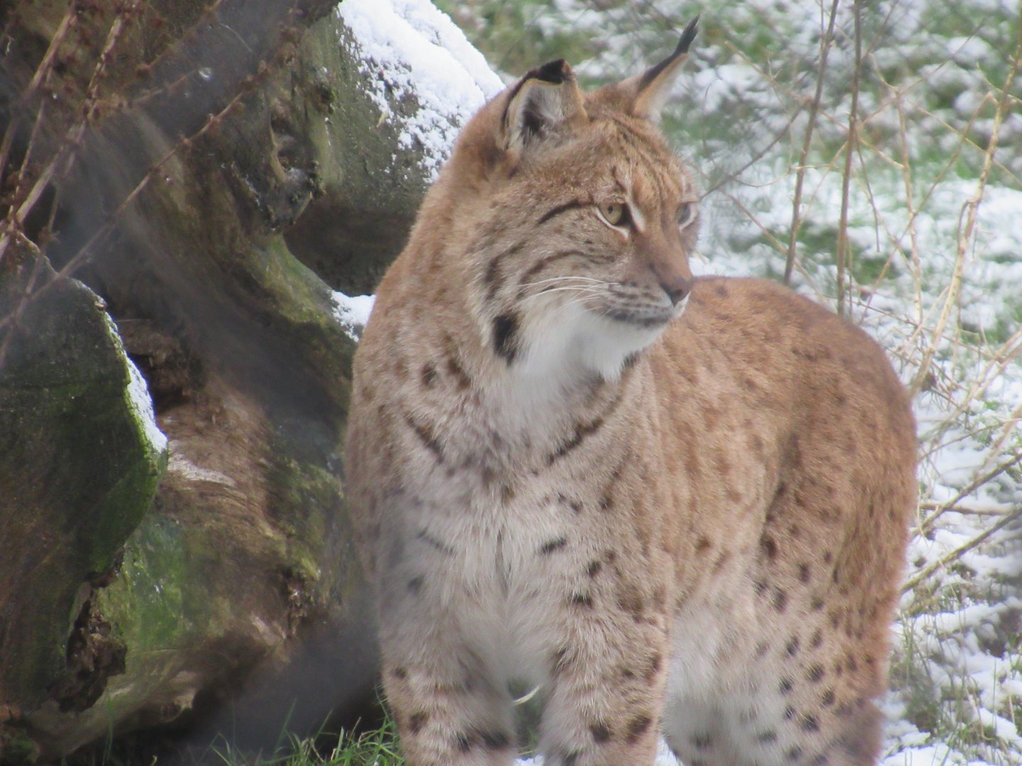01 2024 - Eurasian lynx