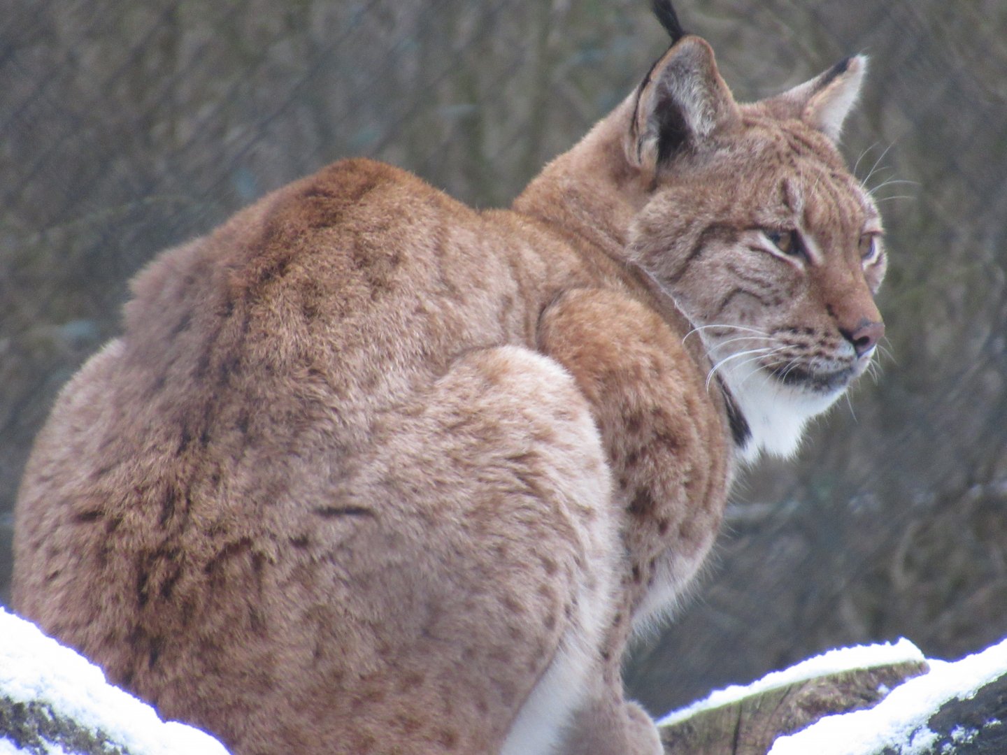 01 2024 - Eurasian lynx