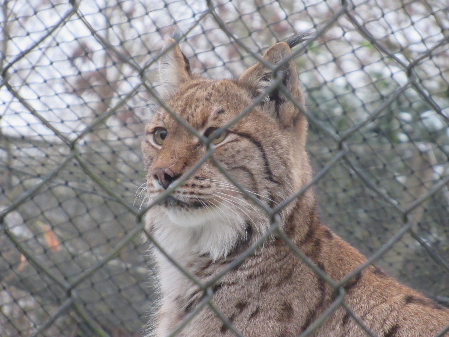 01 2024 - Eurasian lynx