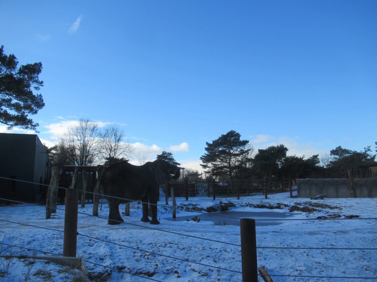 01 2024 - Europe's largest African Elephant Bull, 'Calimero', outside in the snow