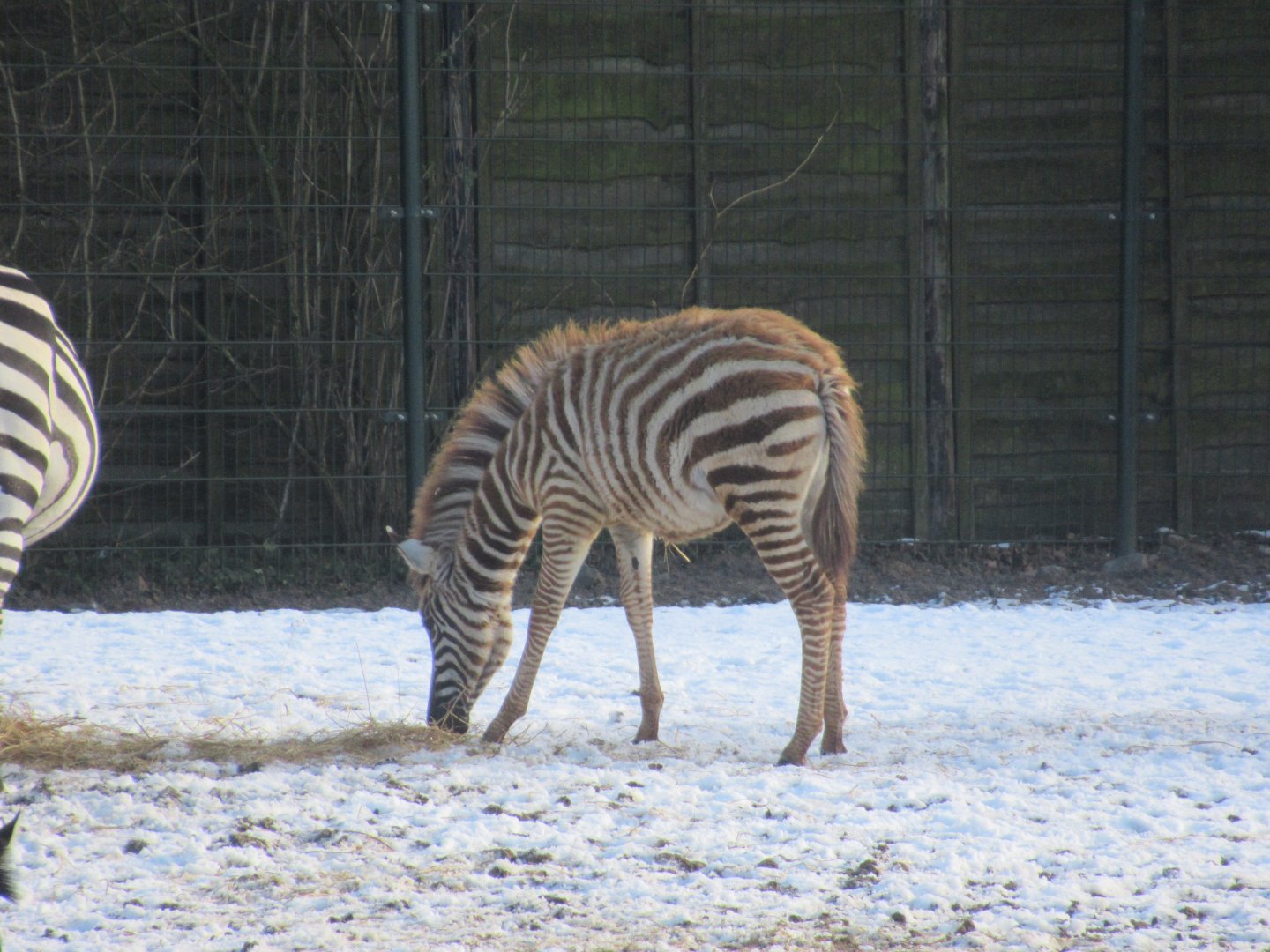 01 2024 - Grévy zebra youngster