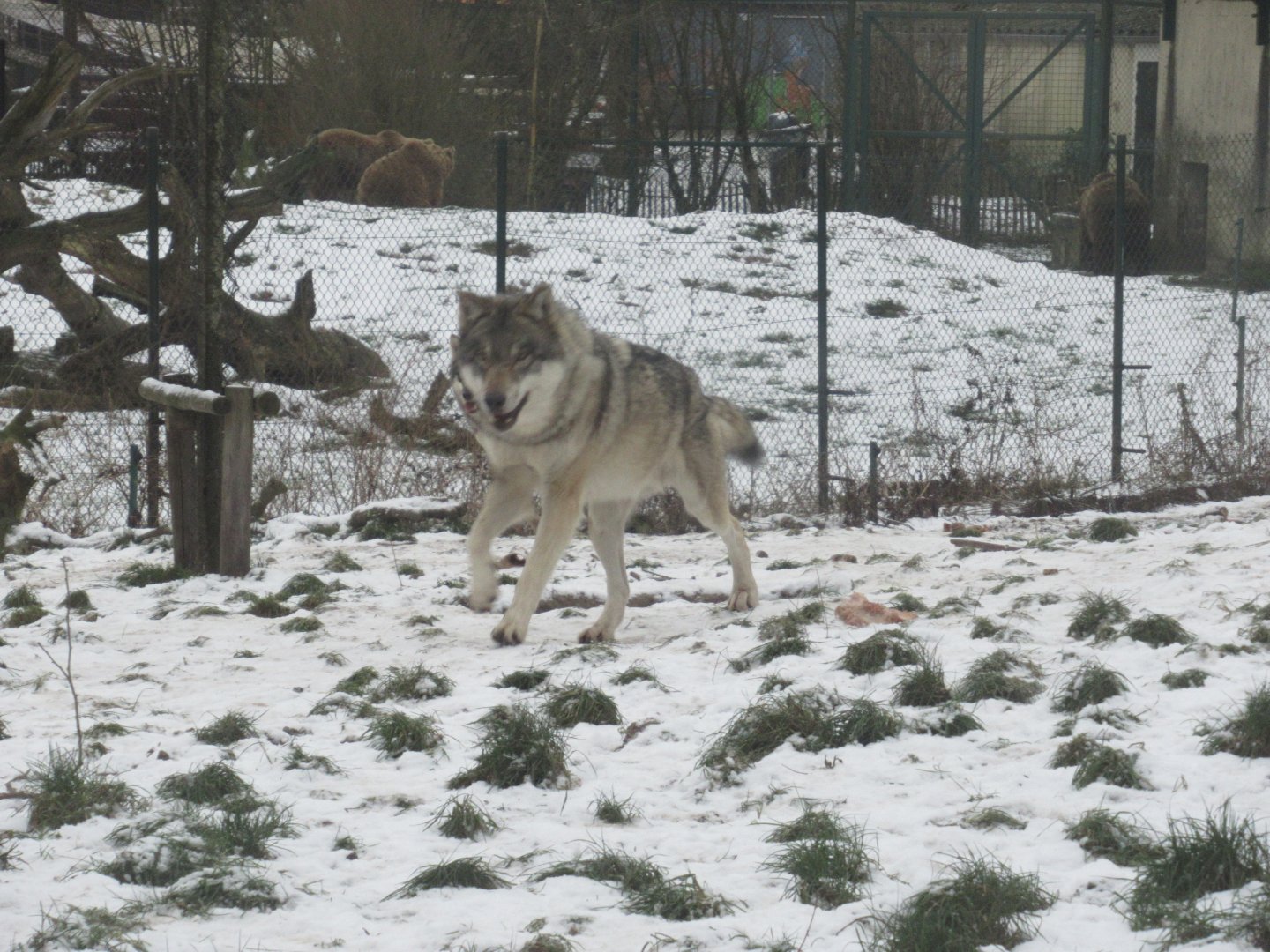 01 2024 - Grey wolf