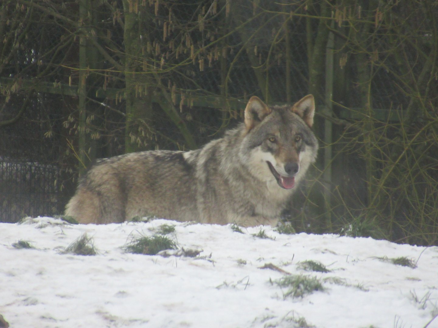 01 2024 - Grey wolf
