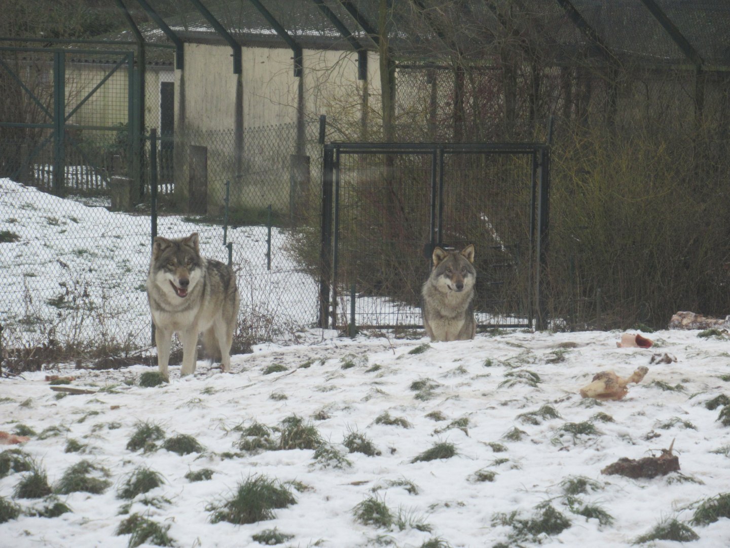 01 2024 - Grey wolves