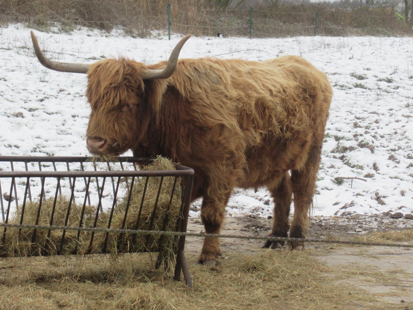 01 2024 - Highland cattle